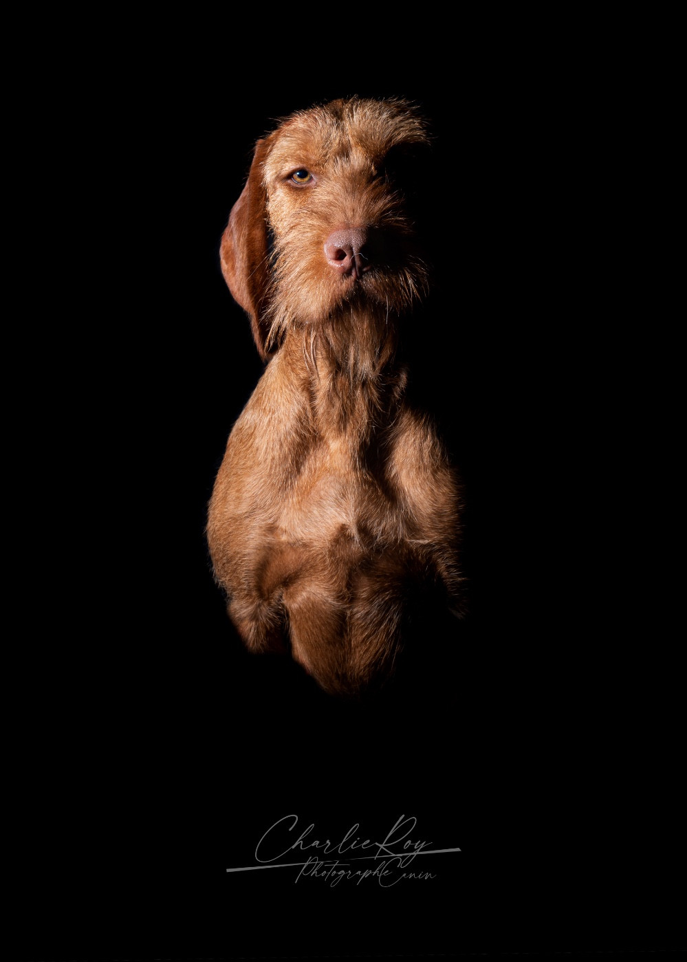 Bora the faster del fatalbecco