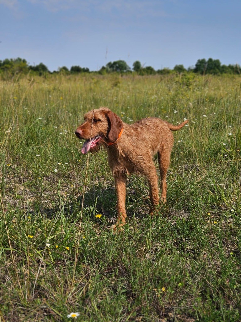 Bora the faster del fatalbecco