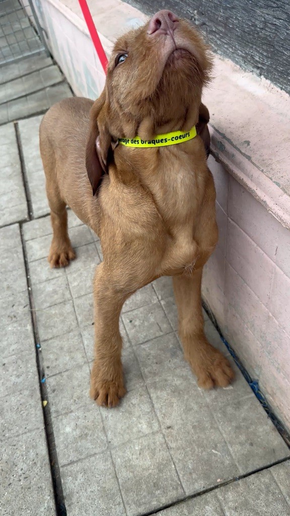 Vito des braques coeurs (Sans Affixe)