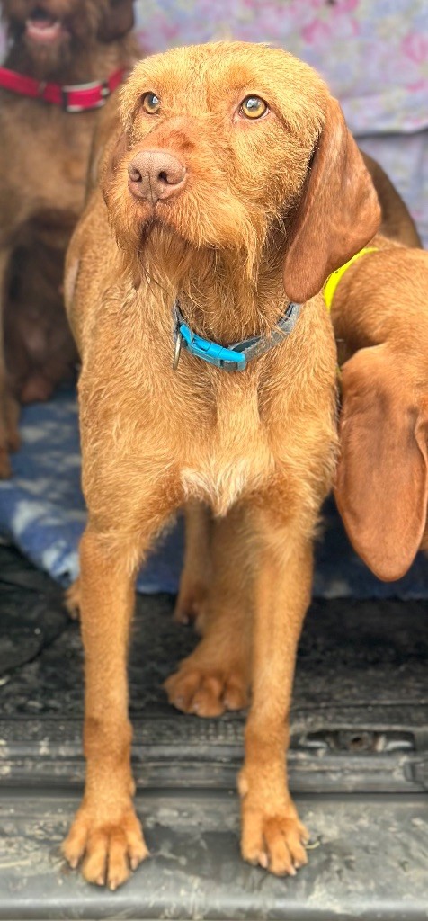 Under pressure dite up De La Lande De Bourberouge