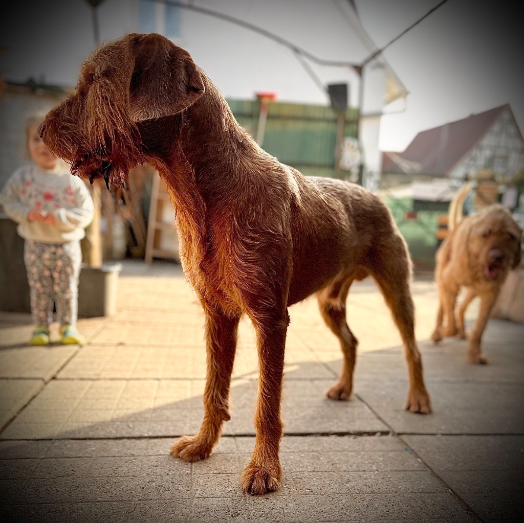Bardo poeta e cantore del fatalbecco