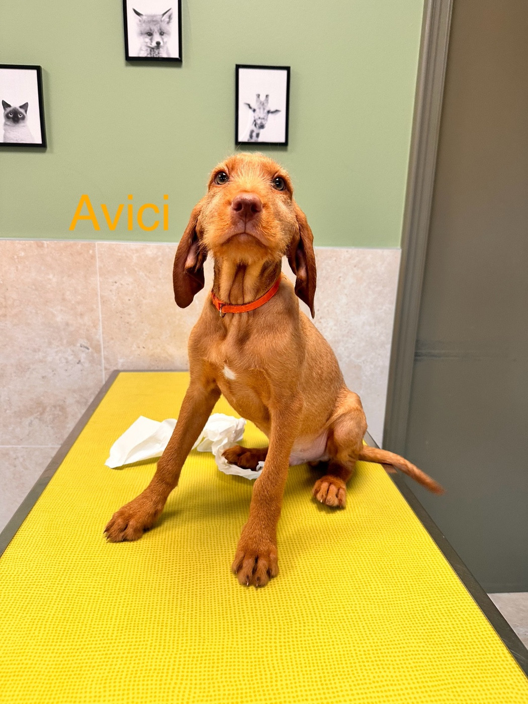 Des Braques Coeurs - Chiots disponibles - Braque hongrois à poil dur