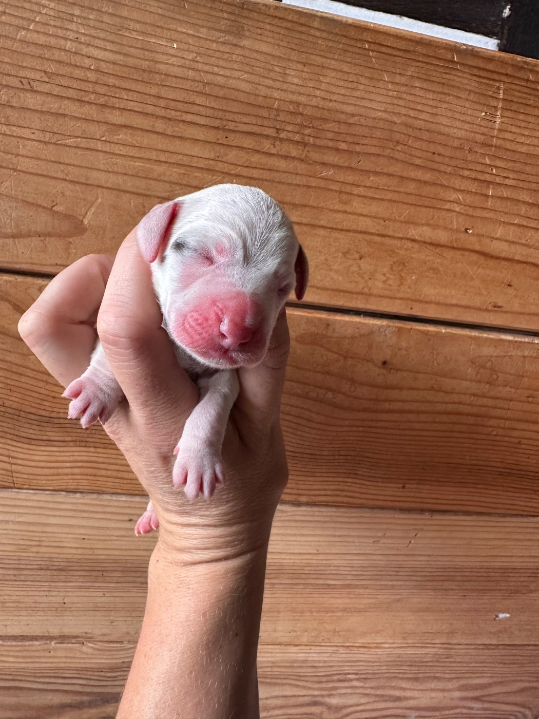 Des Braques Coeurs - Chiots disponibles - Braque du Bourbonnais