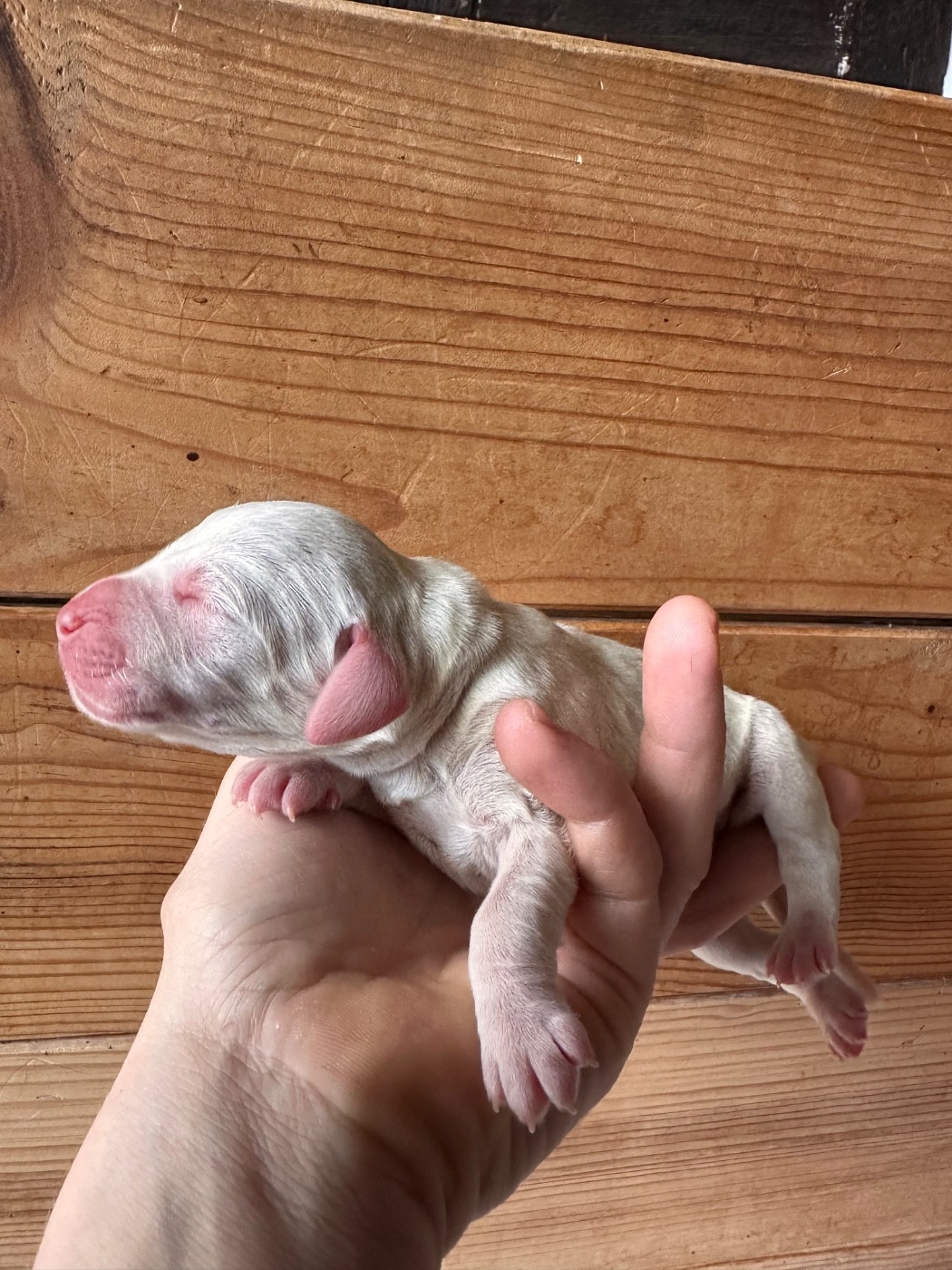 Des Braques Coeurs - Chiots disponibles - Braque du Bourbonnais