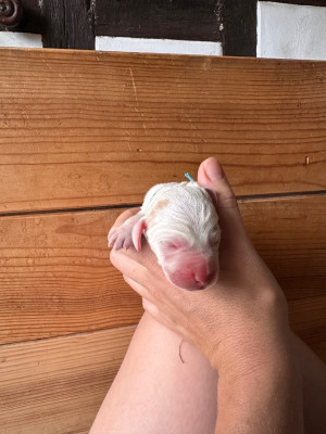 CHIOT 3