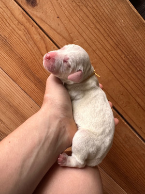 CHIOT 4