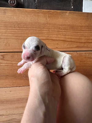CHIOT 5
