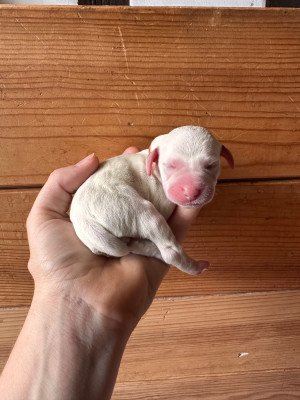 CHIOT 6