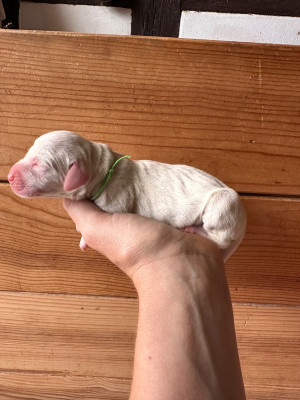 CHIOT 8