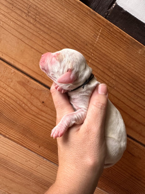 CHIOT 9
